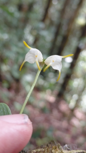 Masdevallia chontalensis, photograph 3