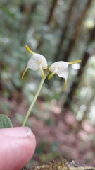 Masdevallia chontalensis, photograph (c) keesgroenendijk, some rights reserved (CC BY)