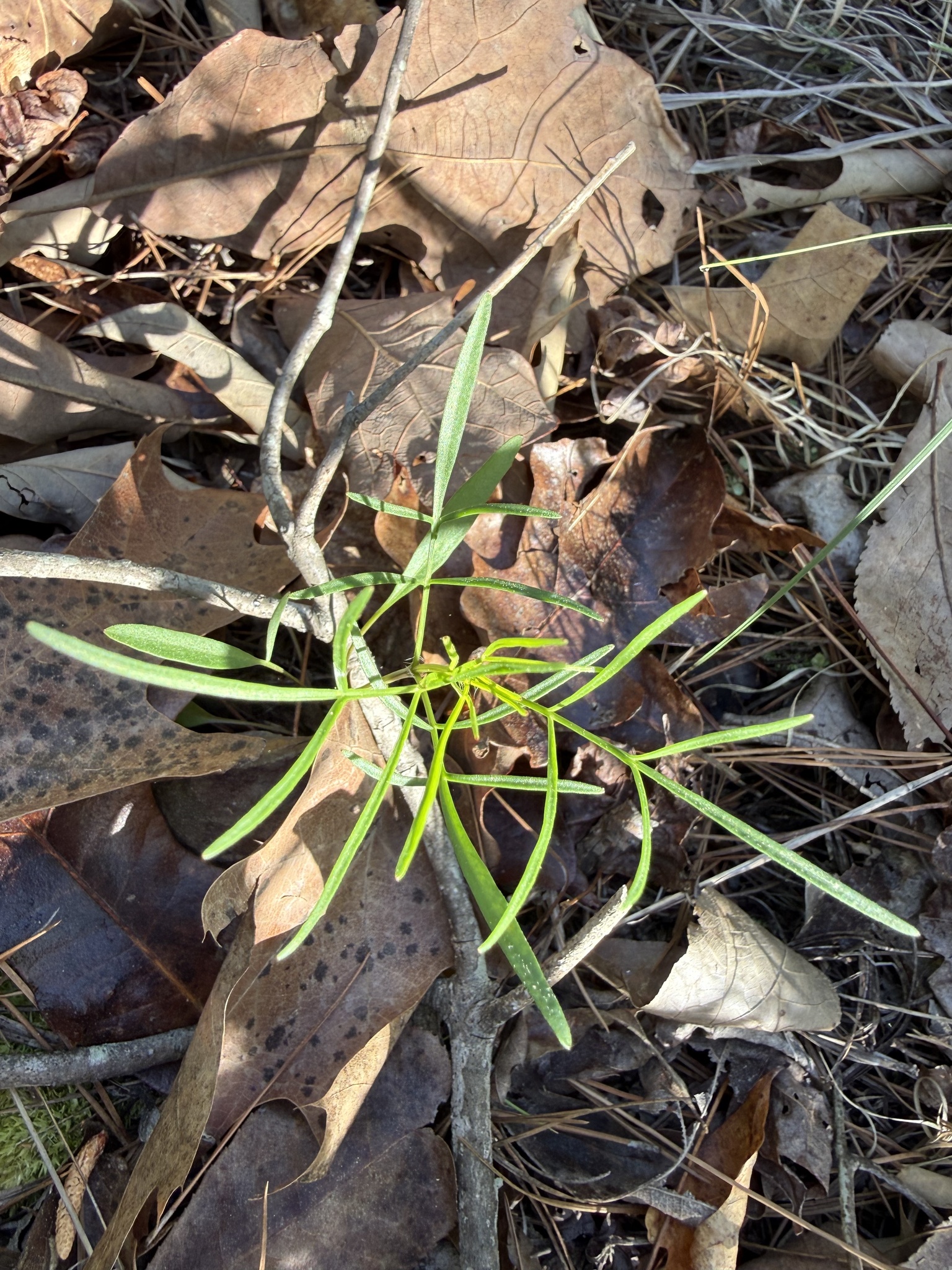 Imagem de coreopsis