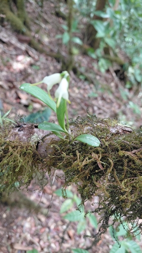 Masdevallia chontalensis, photograph 4