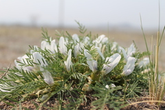 Oxytropis squammulosa