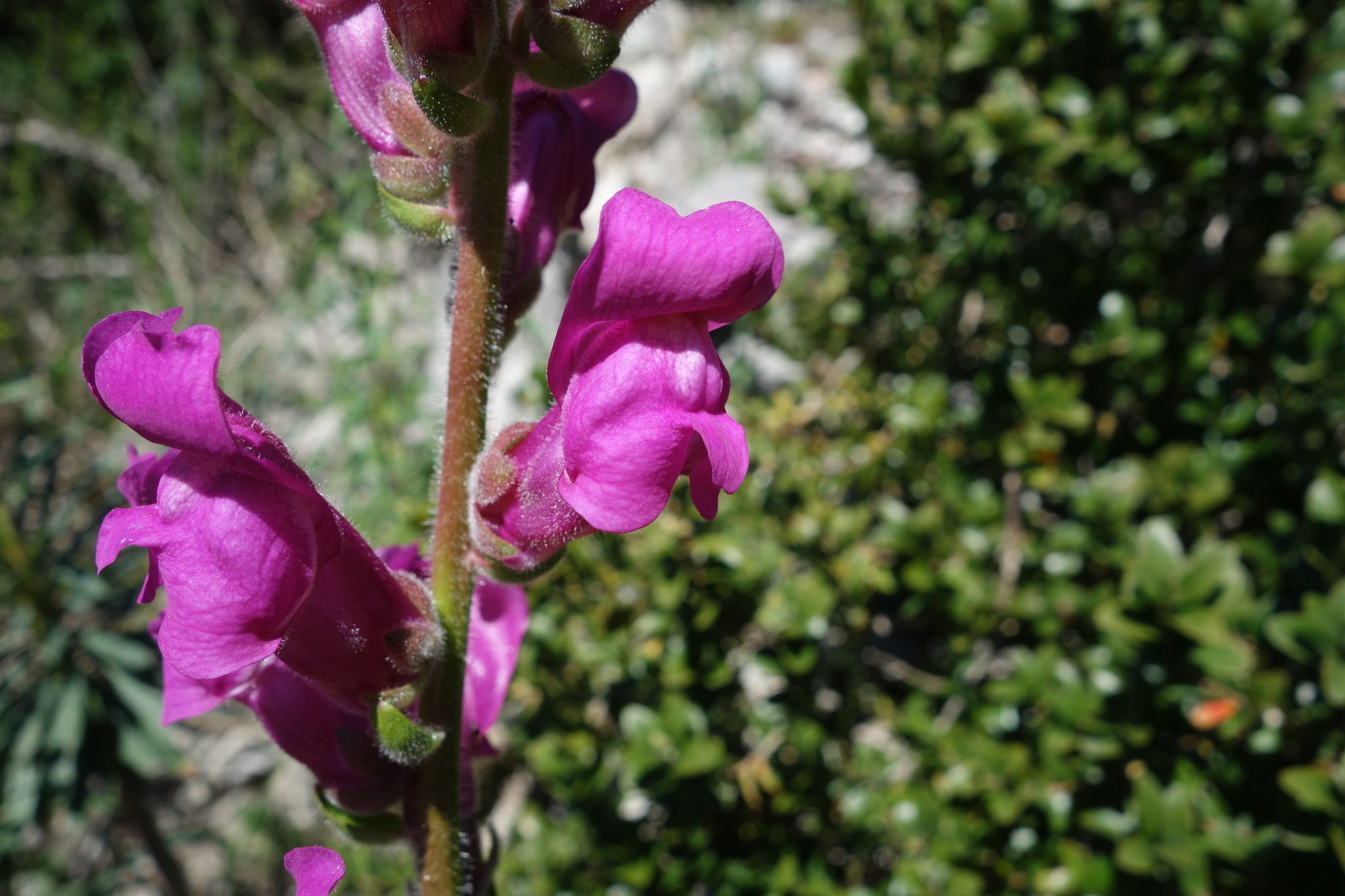 Snapdragon (Antirrhinum majus)
