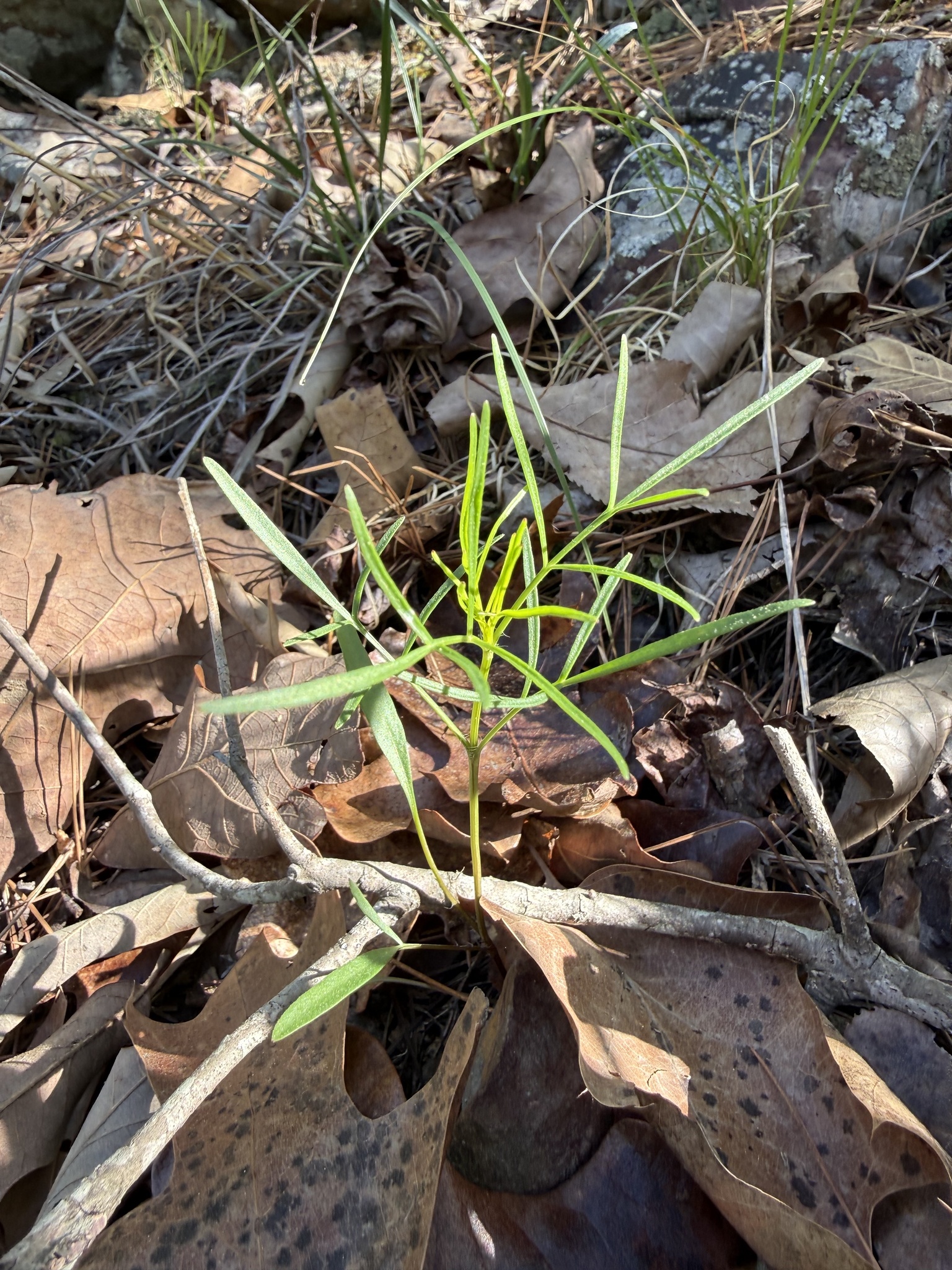 Imagem de coreopsis