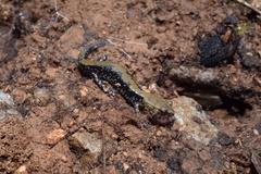 Plethodon petraeus