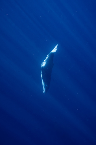 Megaptera novaeangliae