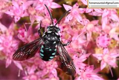 Thyreus himalayensis