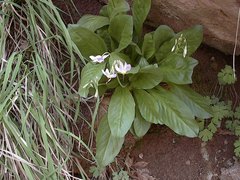 Primula pauciflora zionensis