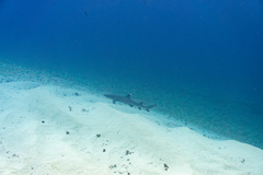 Whitetip Reef Shark