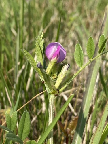 Common Vetch