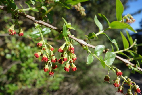 ink plant (Coriaria myrtifolia)
