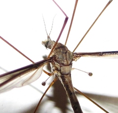 Tipula caloptera