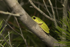 Ranoidea phyllochroa