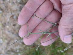 Stephanomeria exigua exigua