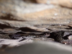Plethodon petraeus
