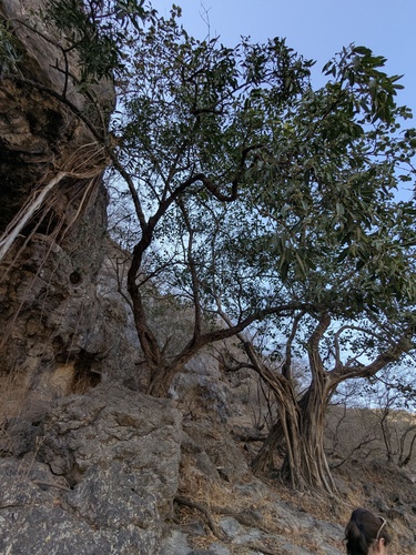 Ficus salicifolia, photograph 4