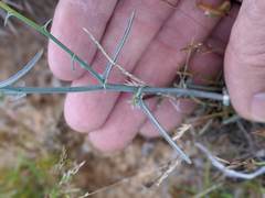 Stephanomeria exigua exigua