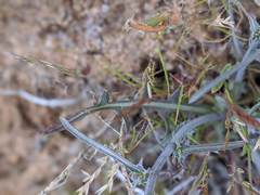 Stephanomeria exigua exigua