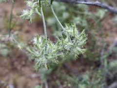 Cryptantha nevadensis