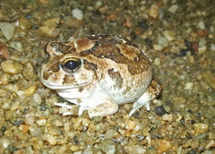 Platyplectrum spenceri