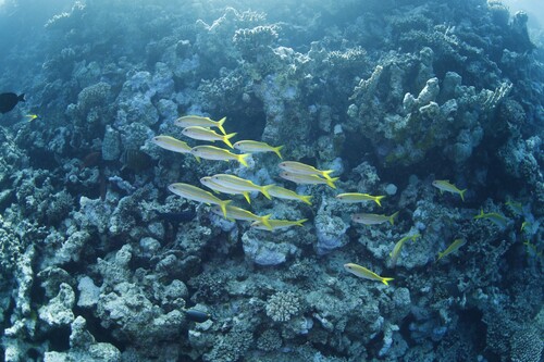 Mulloidichthys vanicolensis