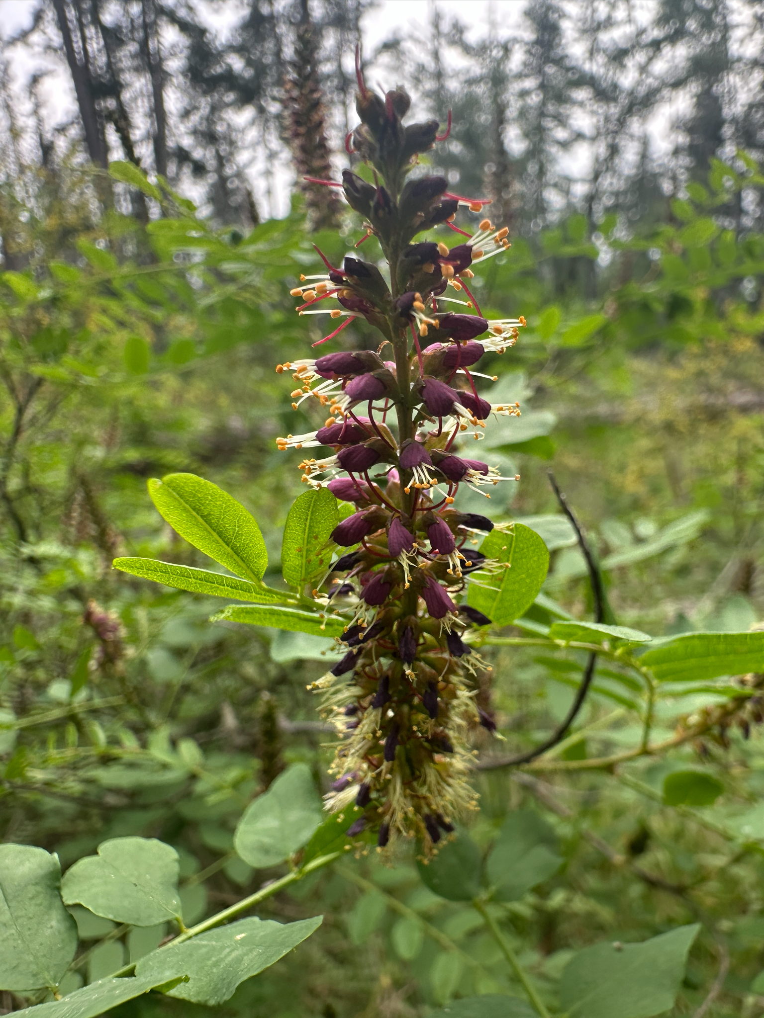 California False Indigo (Amorpha californica)