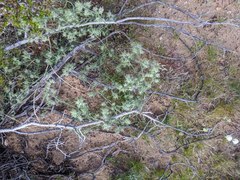 Cryptantha nevadensis
