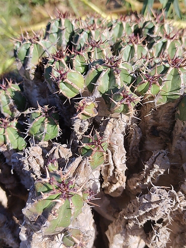 Euphorbia officinarum, photograph 5