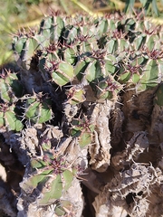 Euphorbia officinarum, photograph (c) Loïc Chalmandrier, some rights reserved (CC BY)
