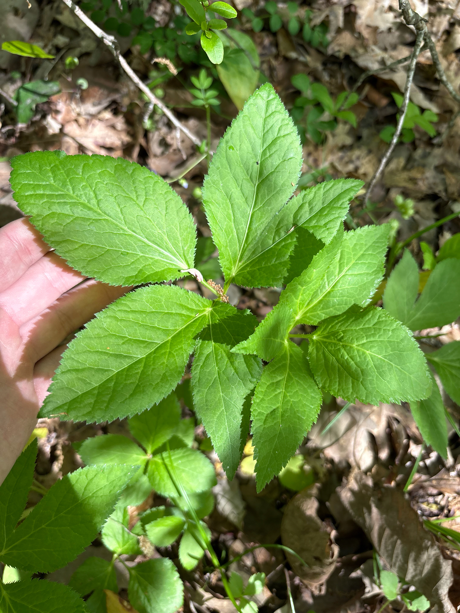 Canadian Honewort (Cryptotaenia canadensis)