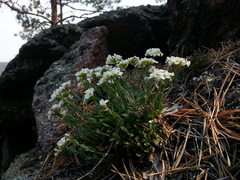 Noccaea cochleariformis