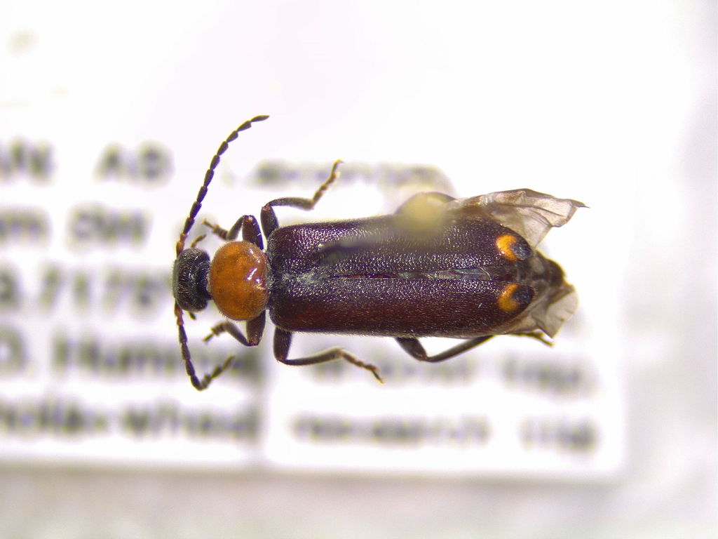 Pedilus joanae