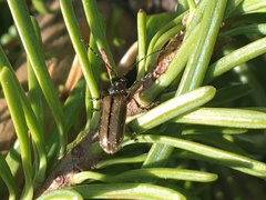 Syneta pilosa