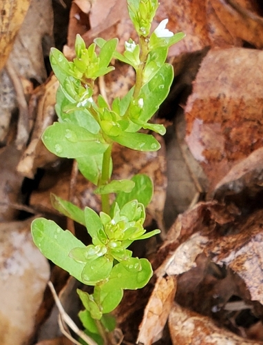Neckweed (Veronica peregrina)