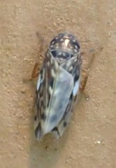 Xestocephalus