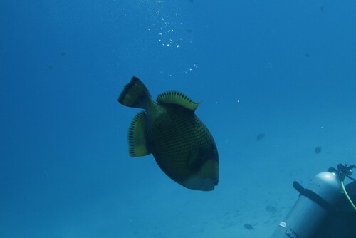 Balistoides viridescens