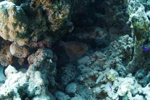 Gymnothorax javanicus