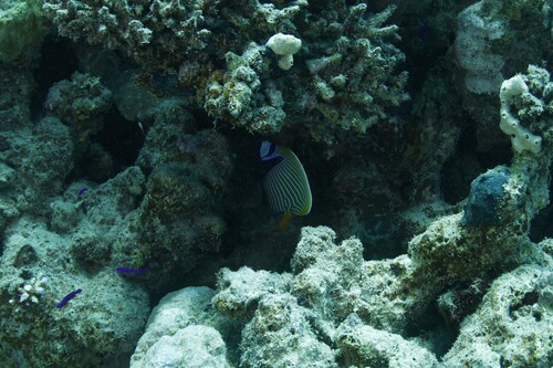 Pomacanthus imperator