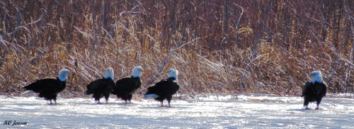 Bald Eagle photographed in South Dakota