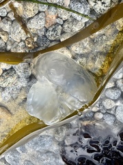 Aequorea victoria