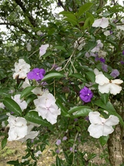 Brunfelsia uniflora