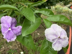 Brunfelsia uniflora