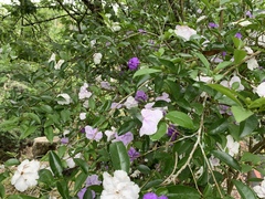 Brunfelsia uniflora