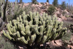 Myrtillocactus cochal