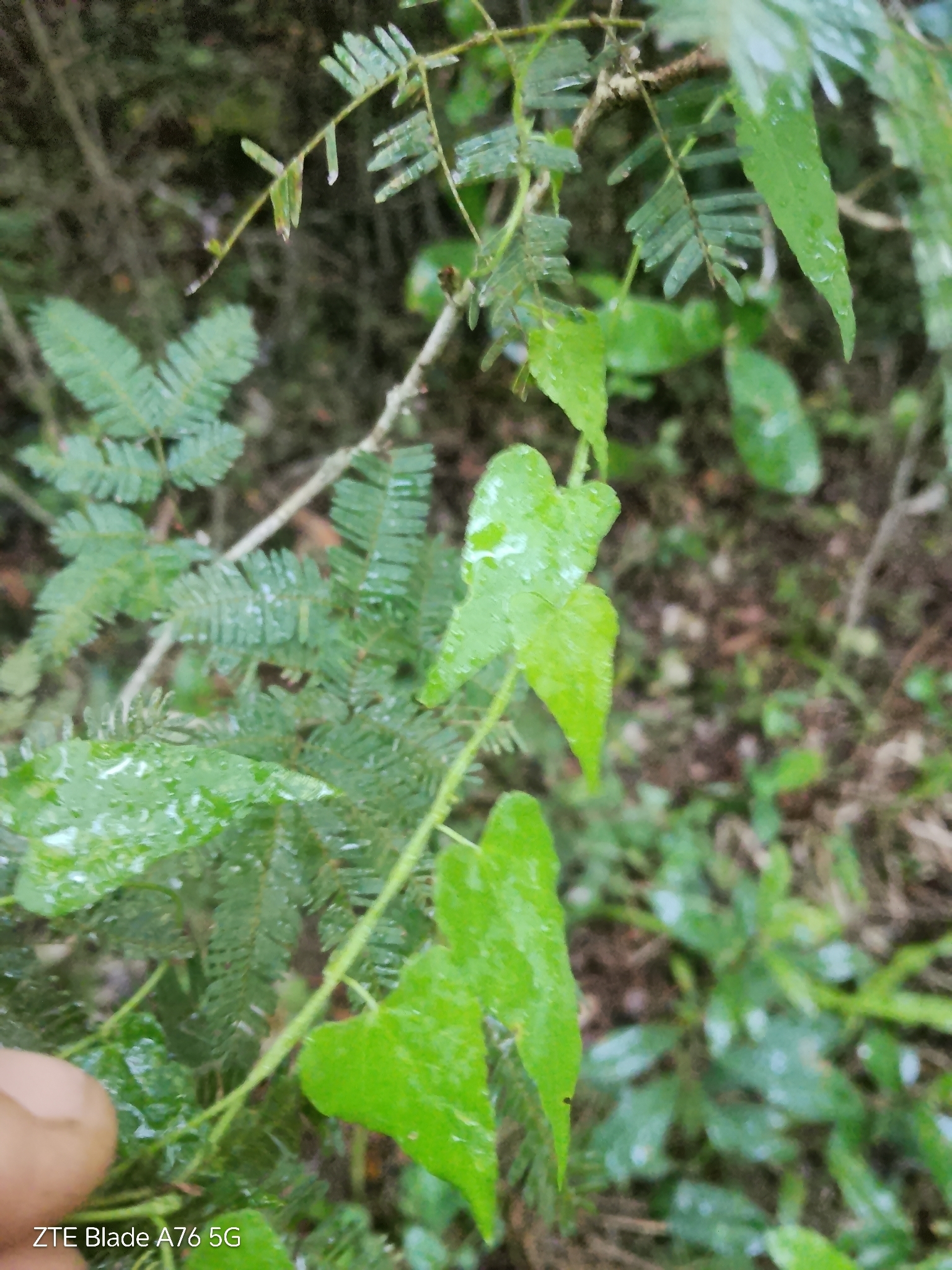 Fireman (Tragia volubilis)