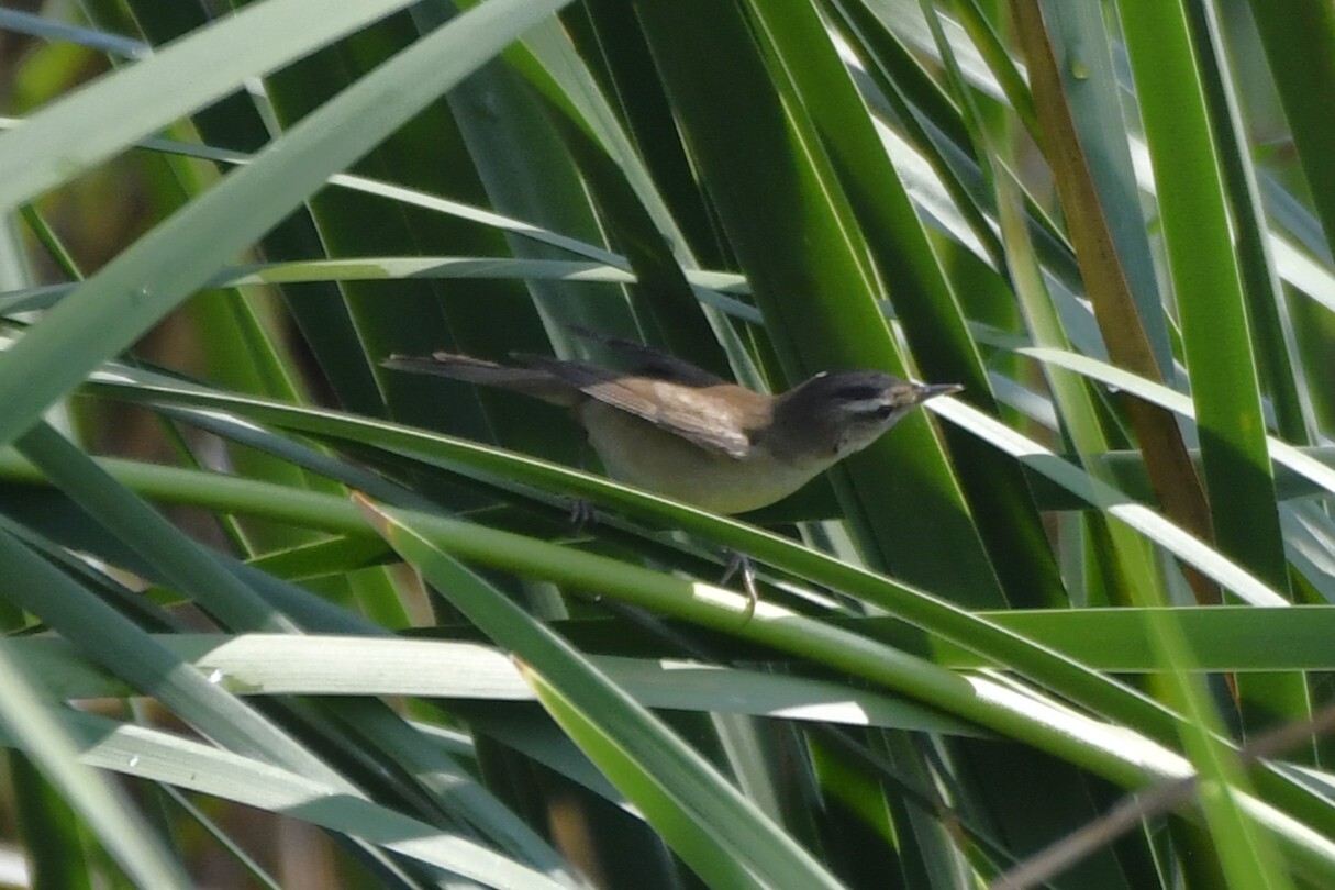 Black-browed Reed Warbler (Acrocephalus bistrigiceps), photo 4
