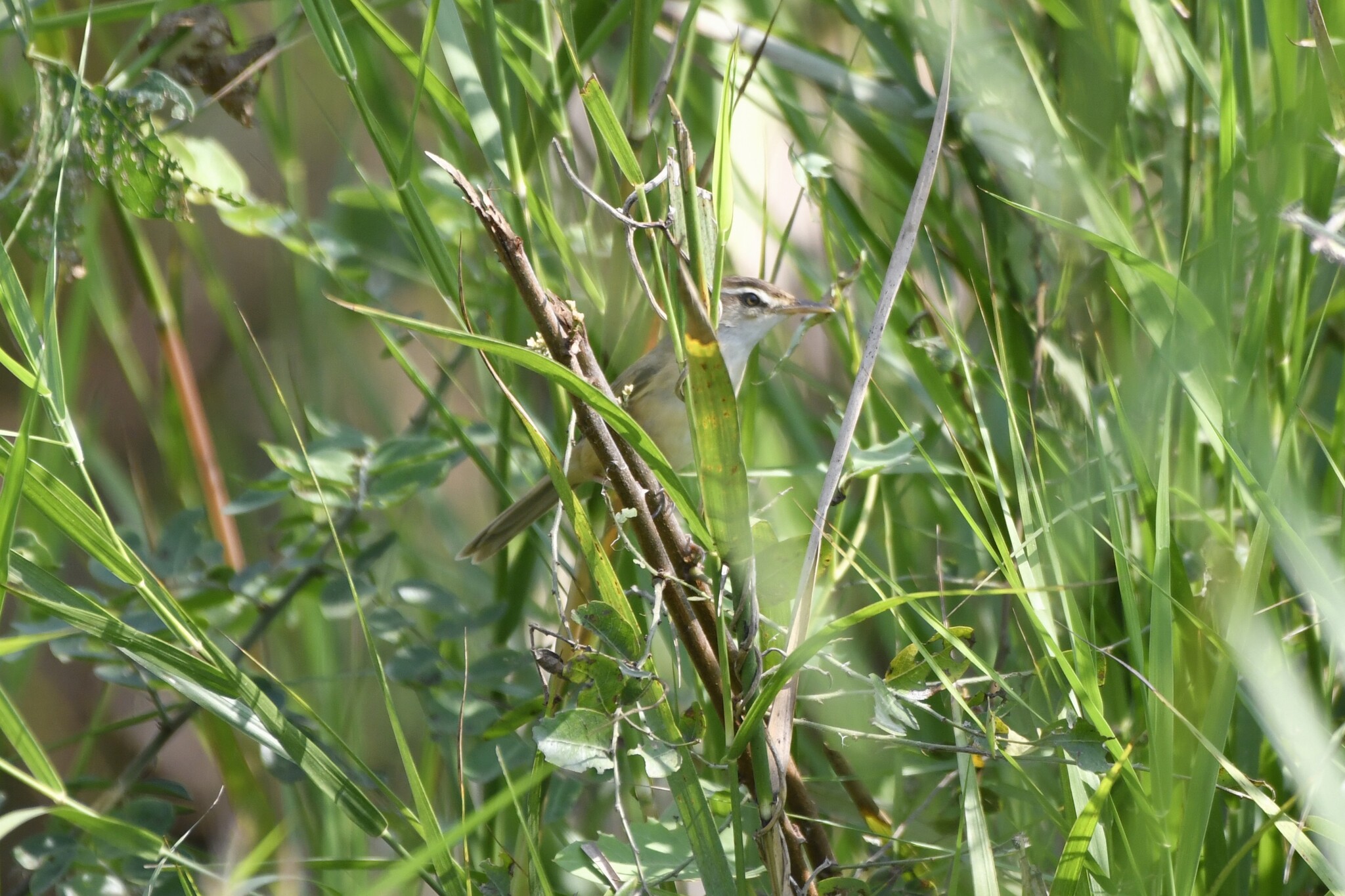 Manchurian Reed Warbler (Acrocephalus tangorum), photo 7