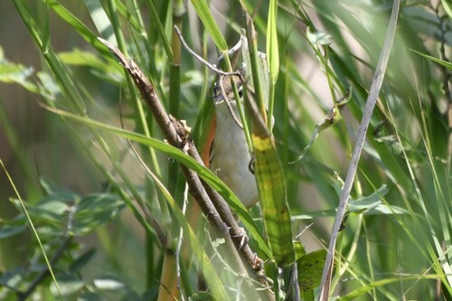 Manchurian Reed Warbler (Acrocephalus tangorum), photo 10