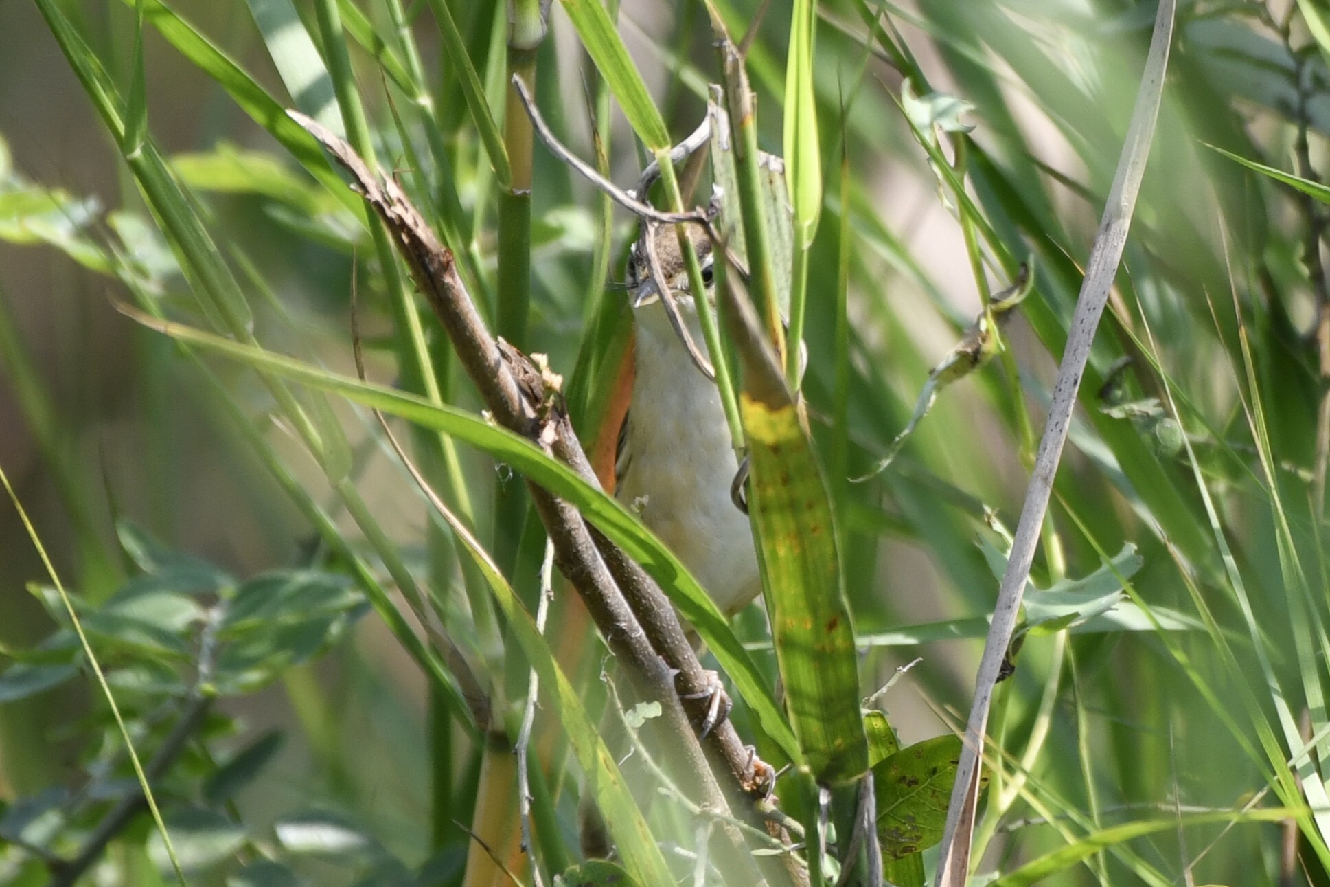 Manchurian Reed Warbler (Acrocephalus tangorum), photo 6