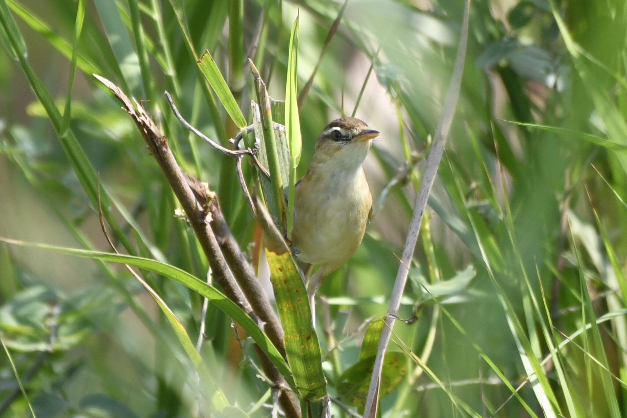 Manchurian Reed Warbler (Acrocephalus tangorum), photo 5