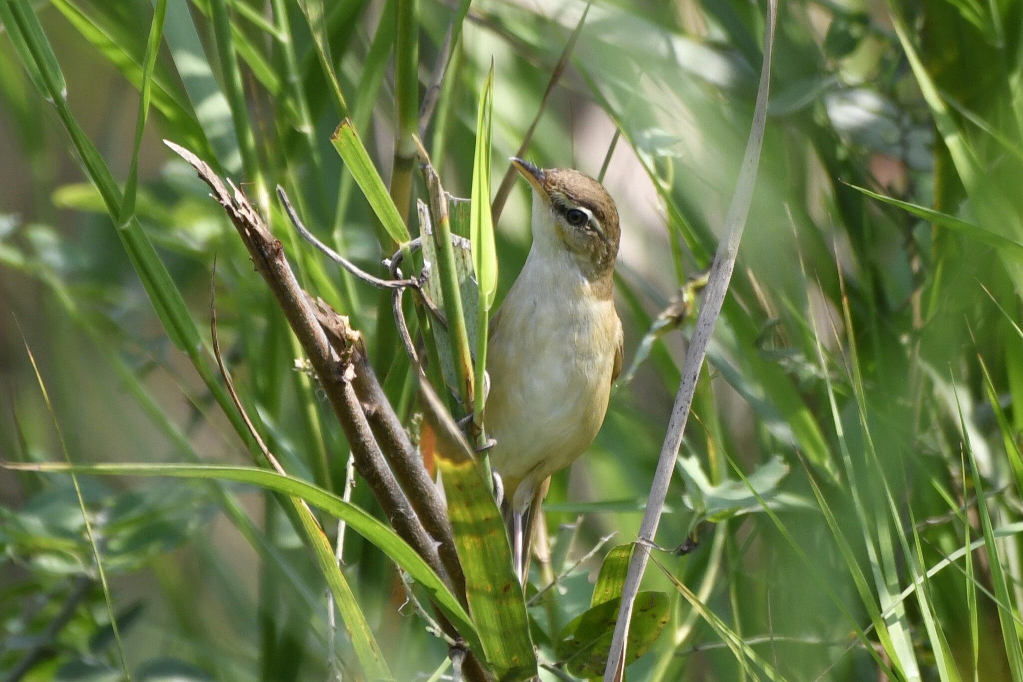 Manchurian Reed Warbler (Acrocephalus tangorum), photo 4